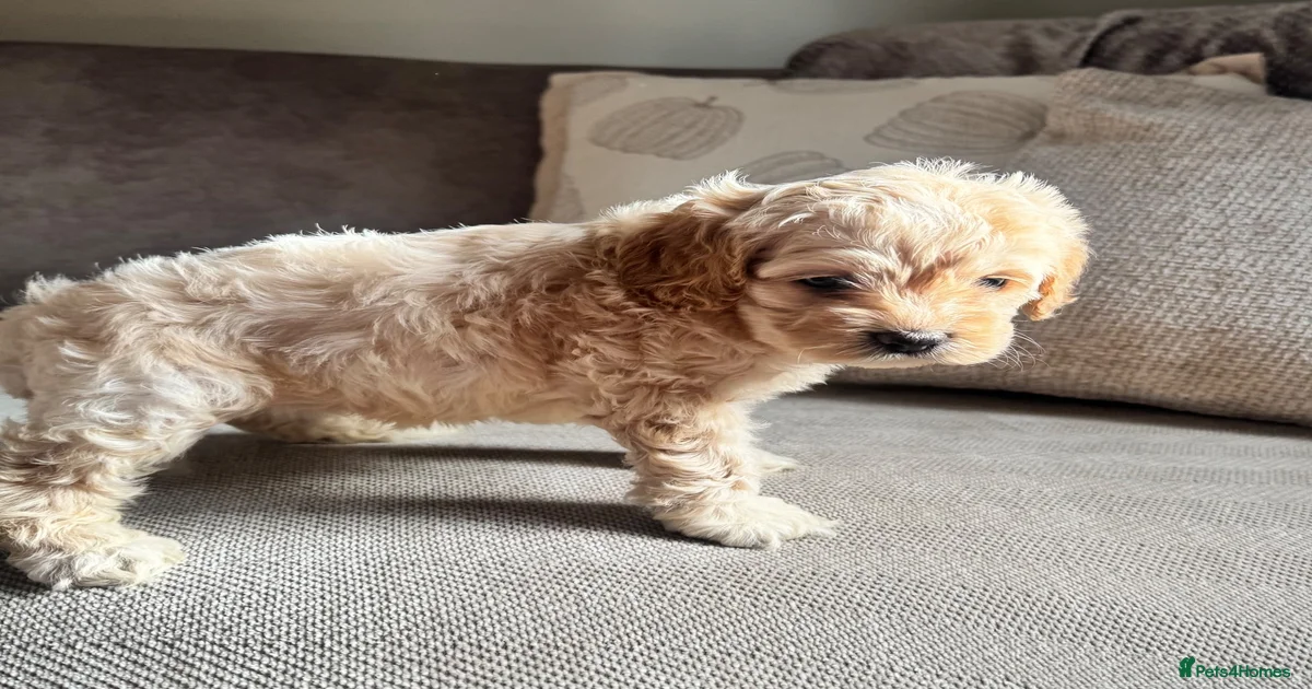 Exceptional F1 Miniature Cockapoo Puppies for sale in Cannock | Pets4Homes