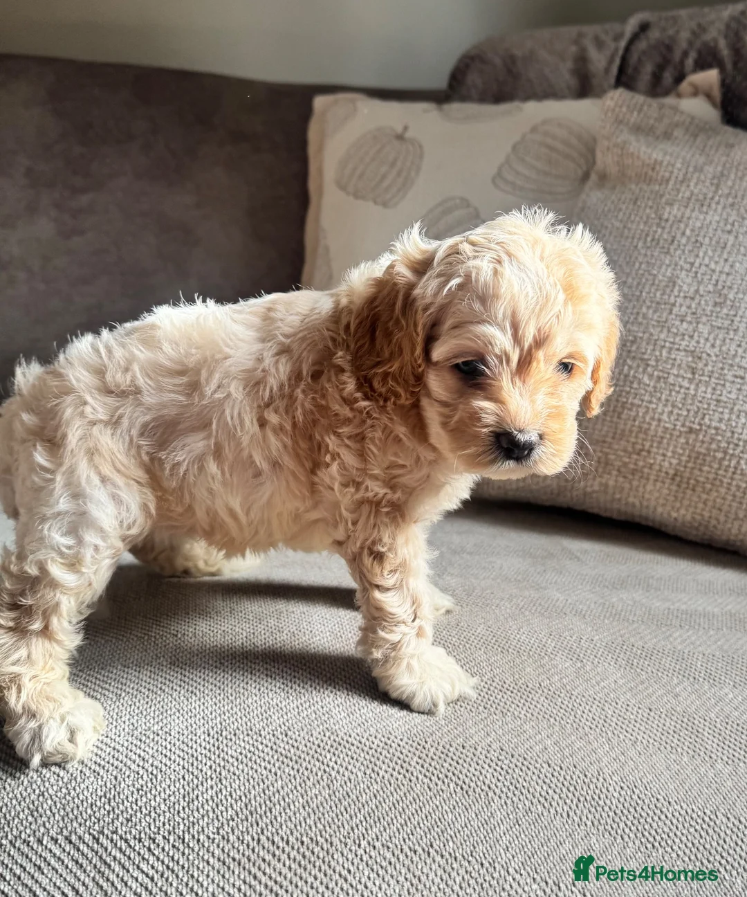 Exceptional F1 Miniature Cockapoo Puppies for sale in Cannock | Pets4Homes