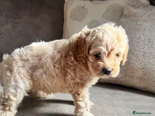 Cockapoo dogs Exceptional F1 Miniature Cockapoo Puppies - Advert 4
