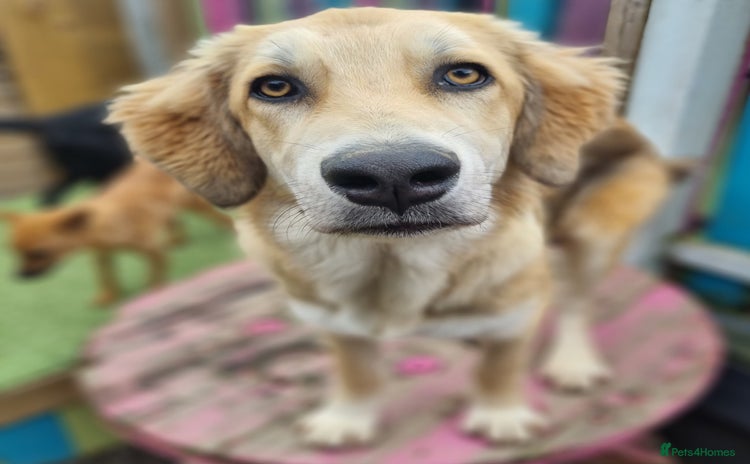 Mixed Breed dogs - Advert 9