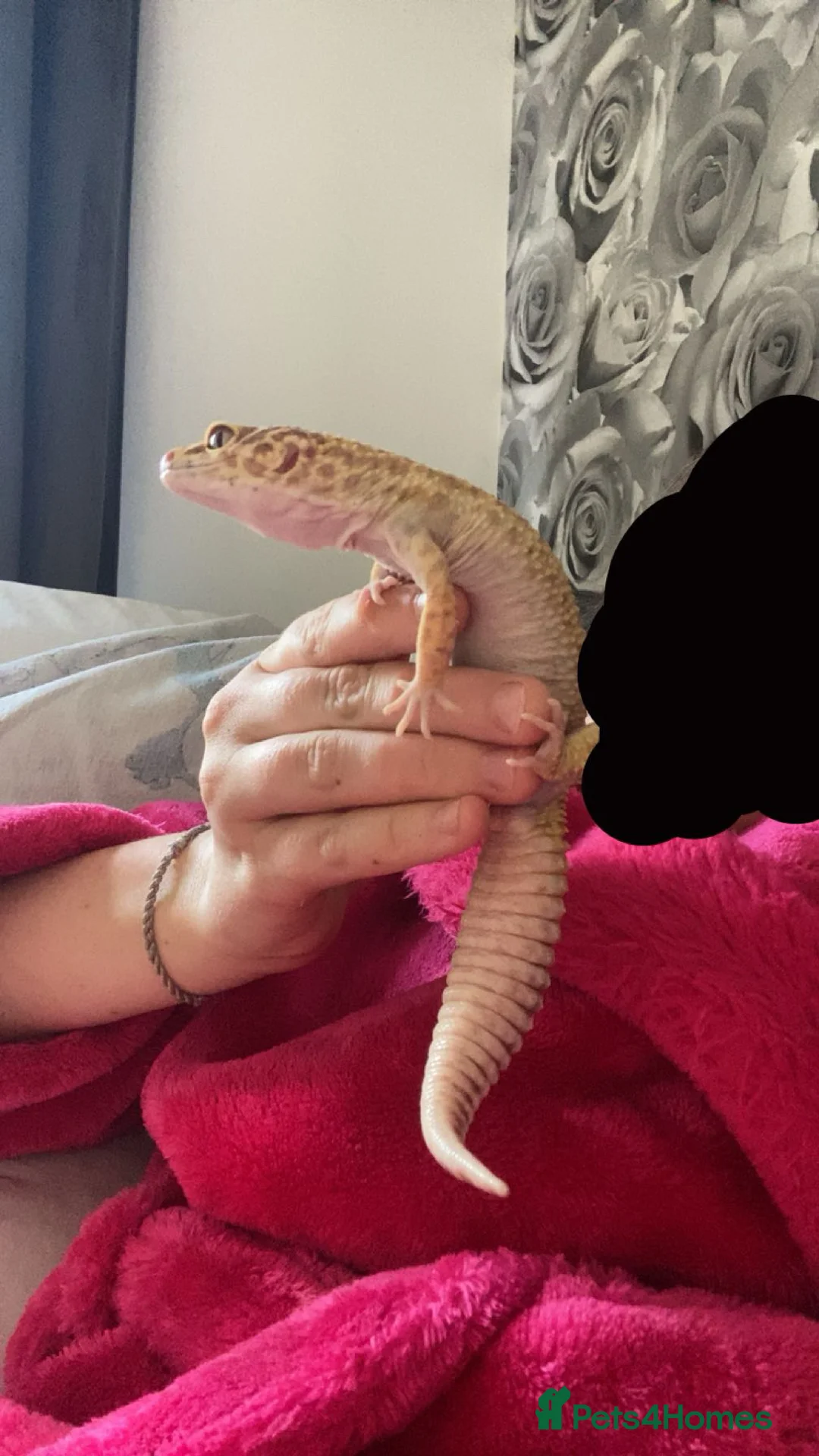 Leopard Gecko reptiles for sale: Leopard gecko for sale  - Advert 2