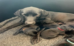 Labrador Retriever dogs for sale: Stunning litter of 8 pedigree Labrador Puppies - Image 5