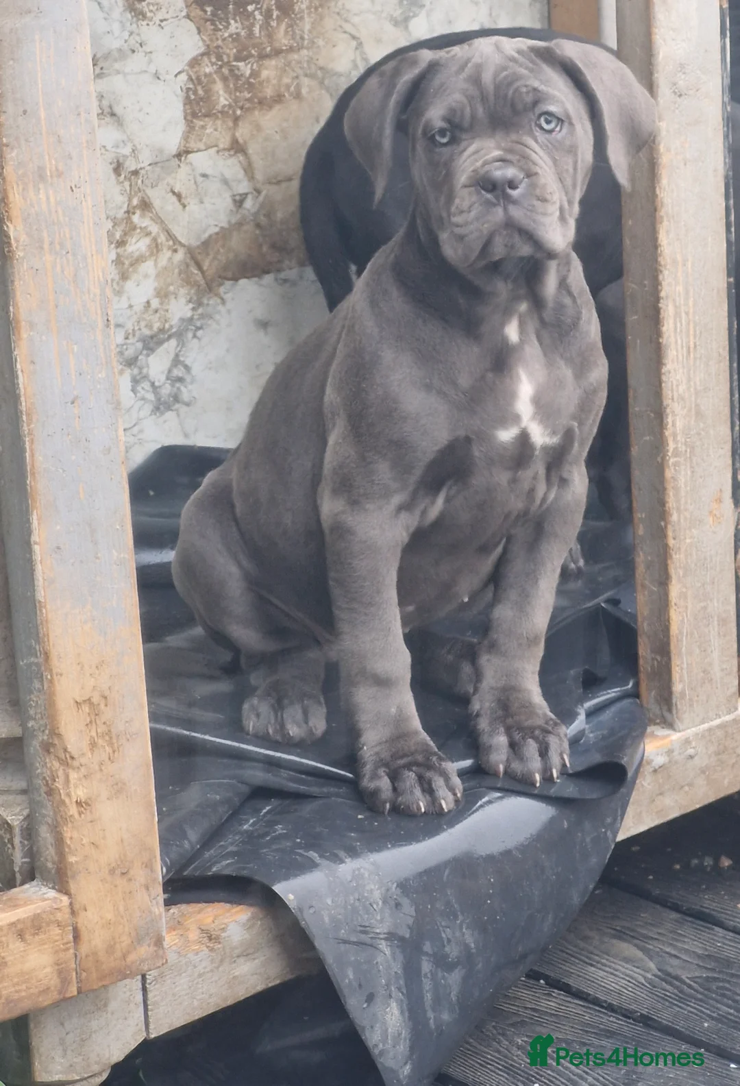 Cane Corso dogs for sale: EXCEPTIONAL PEDIGREE!! ONE BLUE GIRL AVAILABLE!! - Advert 2