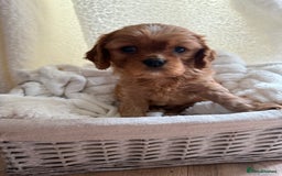 Cavalier King Charles Spaniel dogs for sale: ONE RUBY BOY LEFT Cavalier King Charles  - Image 3