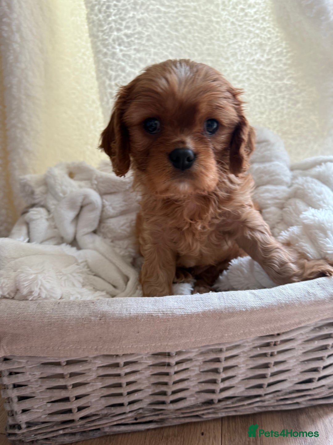 Cavalier King Charles Spaniel dogs for sale: ONE RUBY BOY LEFT Cavalier King Charles  - Image 3