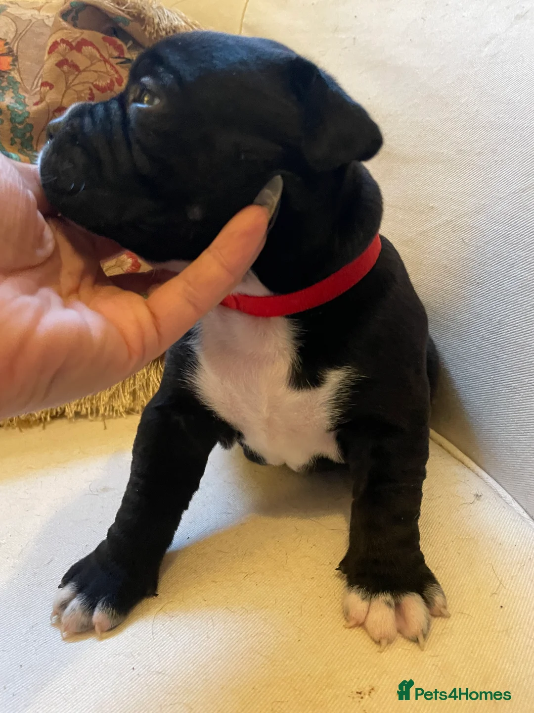 American Bully dogs for sale: ⭐️ 3/4 stunning Pocket bullys mix of colours ⭐️ - Advert 13