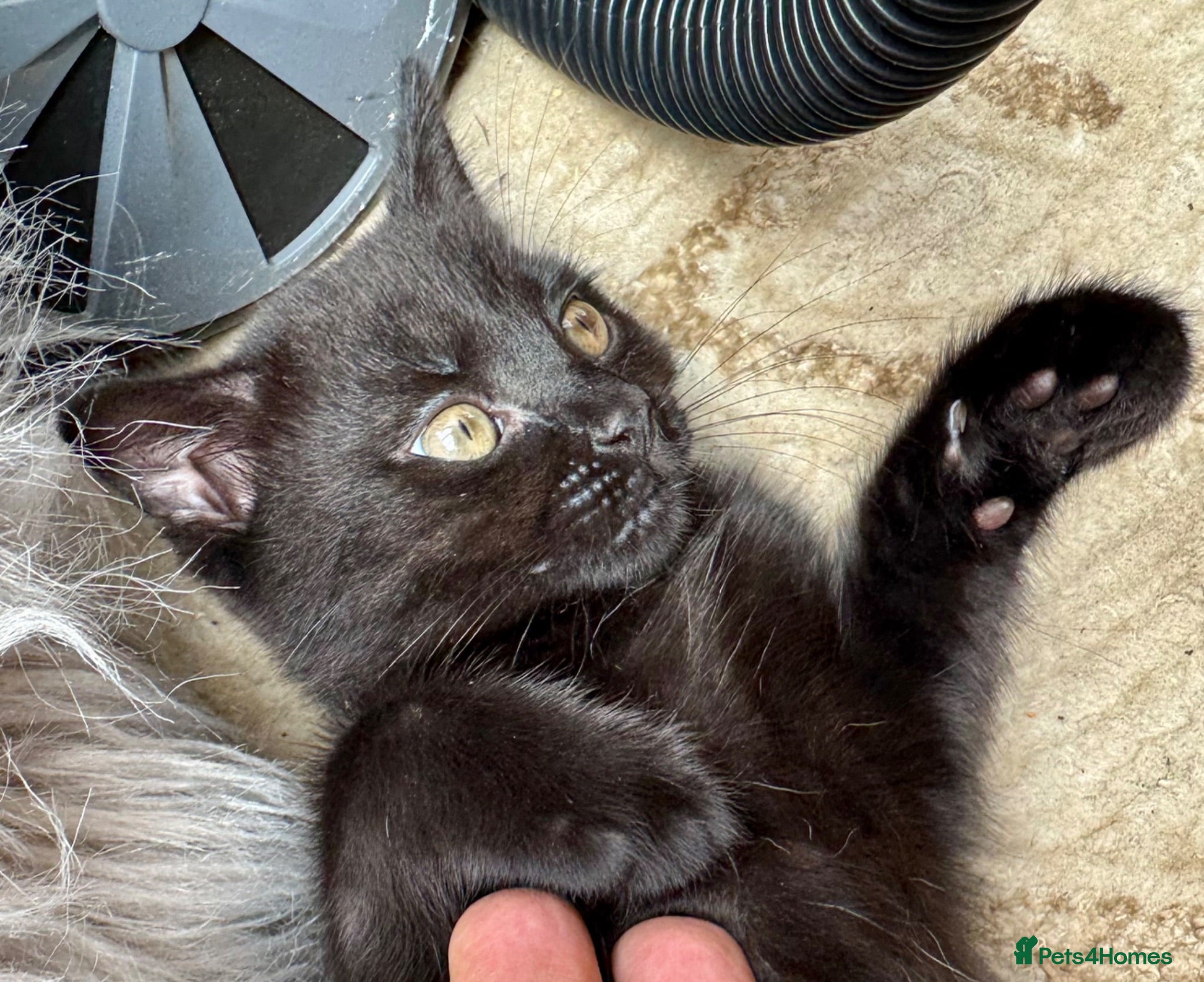 British Shorthair cats Beautiful Black British Shorthair cross kittens - Advert 5