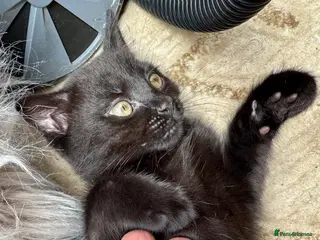 British Shorthair cats Beautiful Black British Shorthair cross kittens - Advert 5