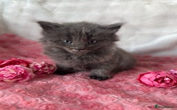 Maine Coon cats for sale: Silver Maine Coon X Russian Blue One Boy LEFT! 🩵 - Image 3