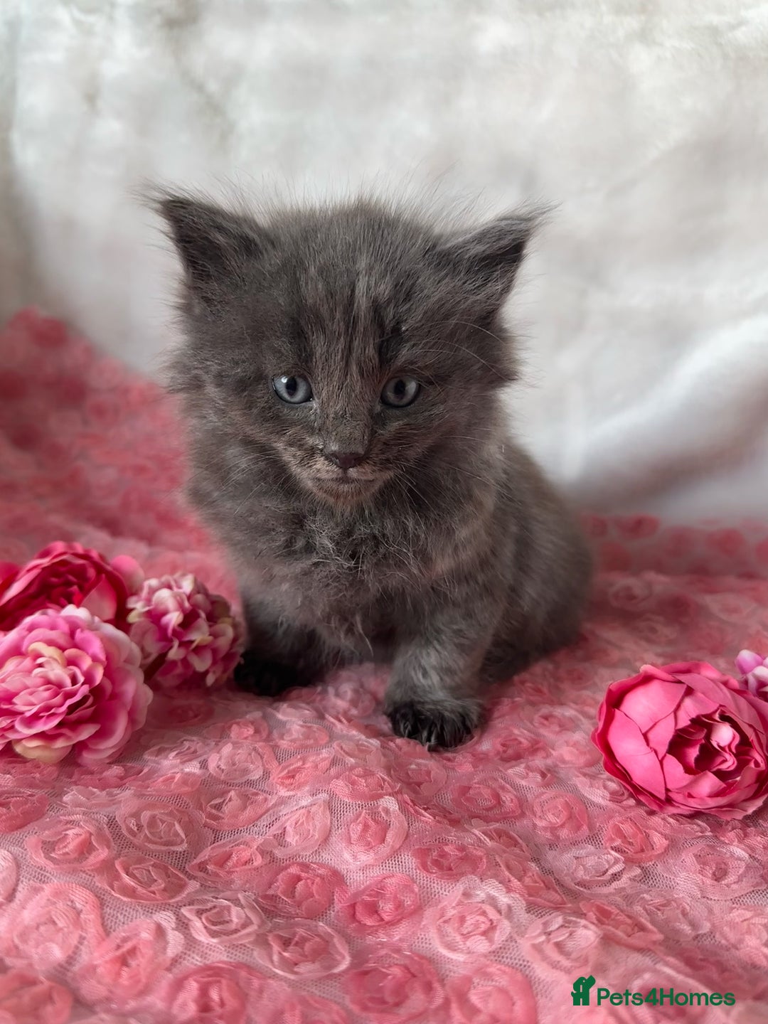 Maine Coon cats for sale: Silver Maine Coon X Russian Blue One Boy LEFT! 🩵 - Image 3