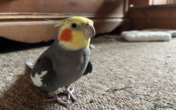 Cockatiels birds for sale: 3 Male hand reared Cockatiels  - Image 6
