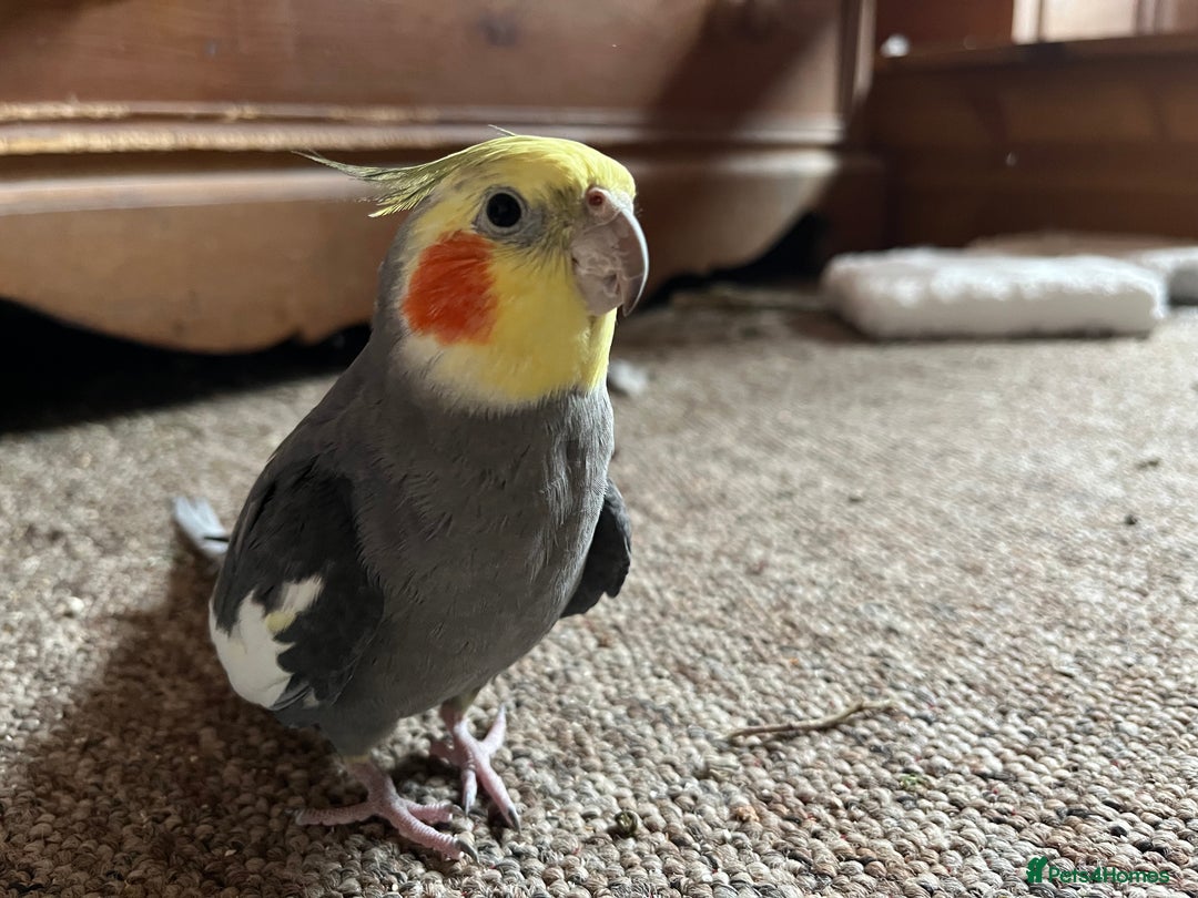 Cockatiels birds for sale: 3 Male hand reared Cockatiels  - Image 6