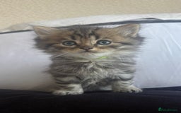 Persian cats for sale: Beautiful persian chinchilla kittens  - Image 9