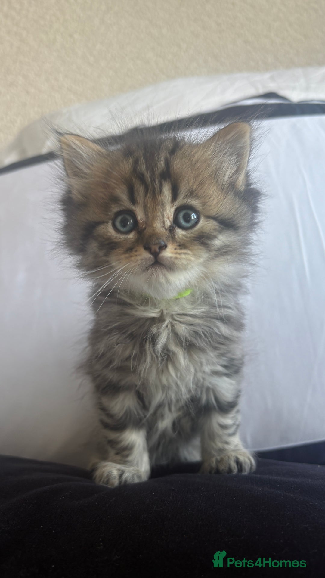 Persian cats for sale: Beautiful persian chinchilla kittens  - Image 9