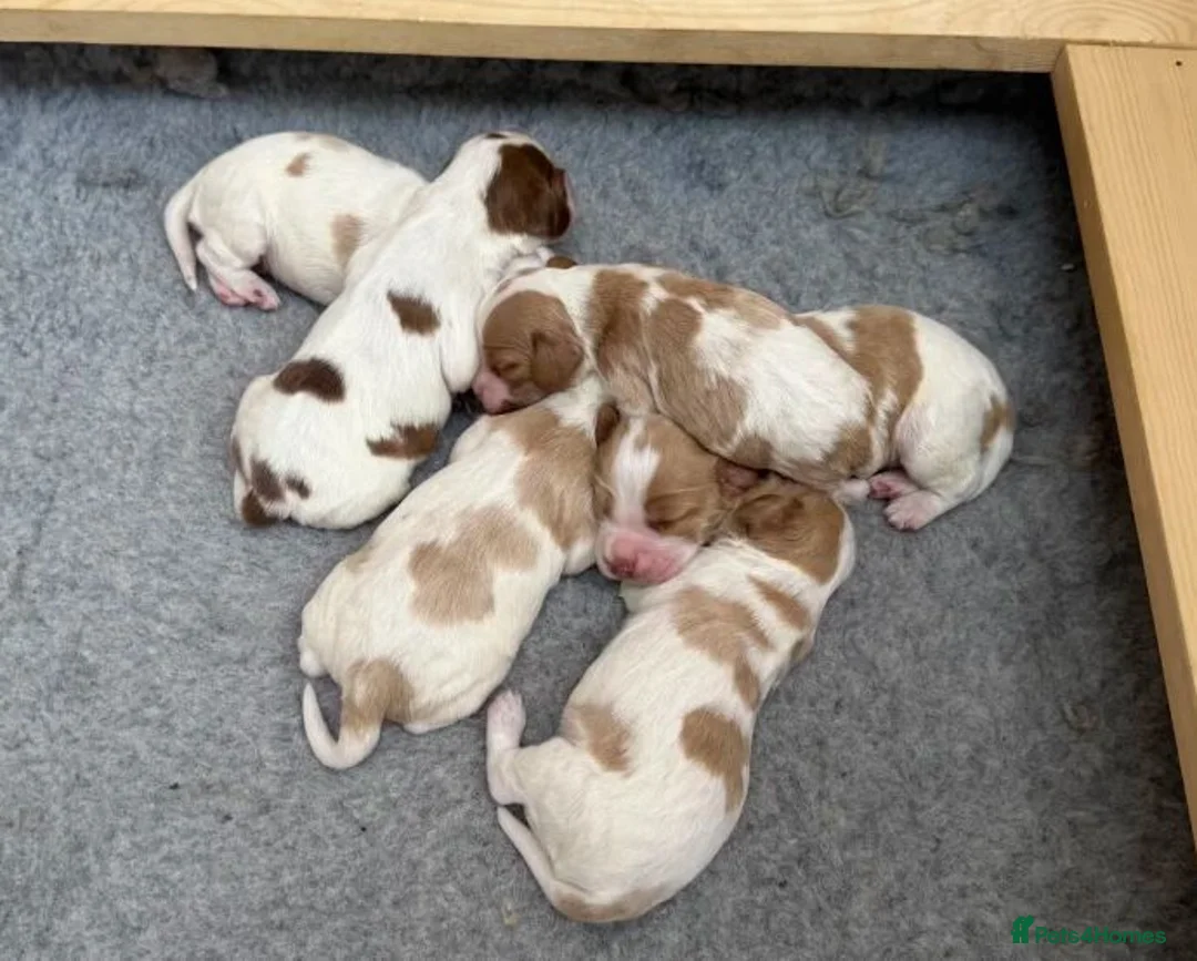 Cocker Spaniel dogs for sale: Cocker Spaniel Puppies–Timeless Charm&Sweet Nature in Bristol - Advert 1