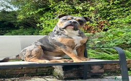 Olde English Bulldogge dogs for stud: Male olde English bulldogge for stud - Image 1