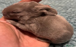Rex rabbits for sale: Two beautiful rabbit litters - Image 3