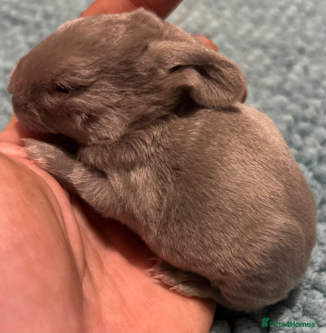 Rex rabbits for sale: Two beautiful rabbit litters - Image 3