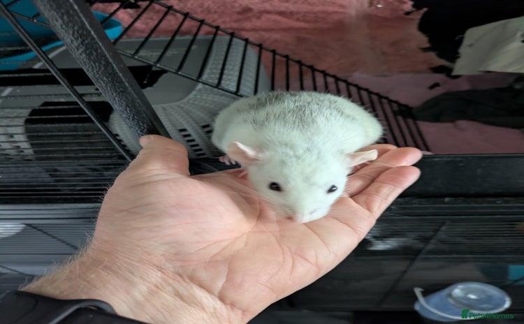 Rat rodents - Advert 1