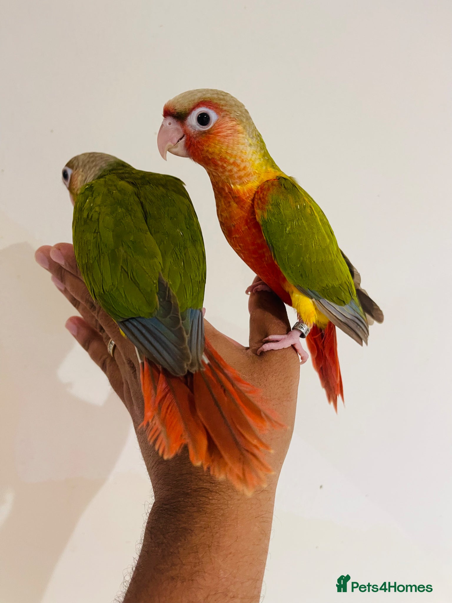 Conures birds Conure for sale - hand reared babies  - Advert 1