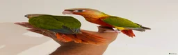 Conures birds for sale: Conure for sale - hand reared babies  in Milton Keynes - Advert 1