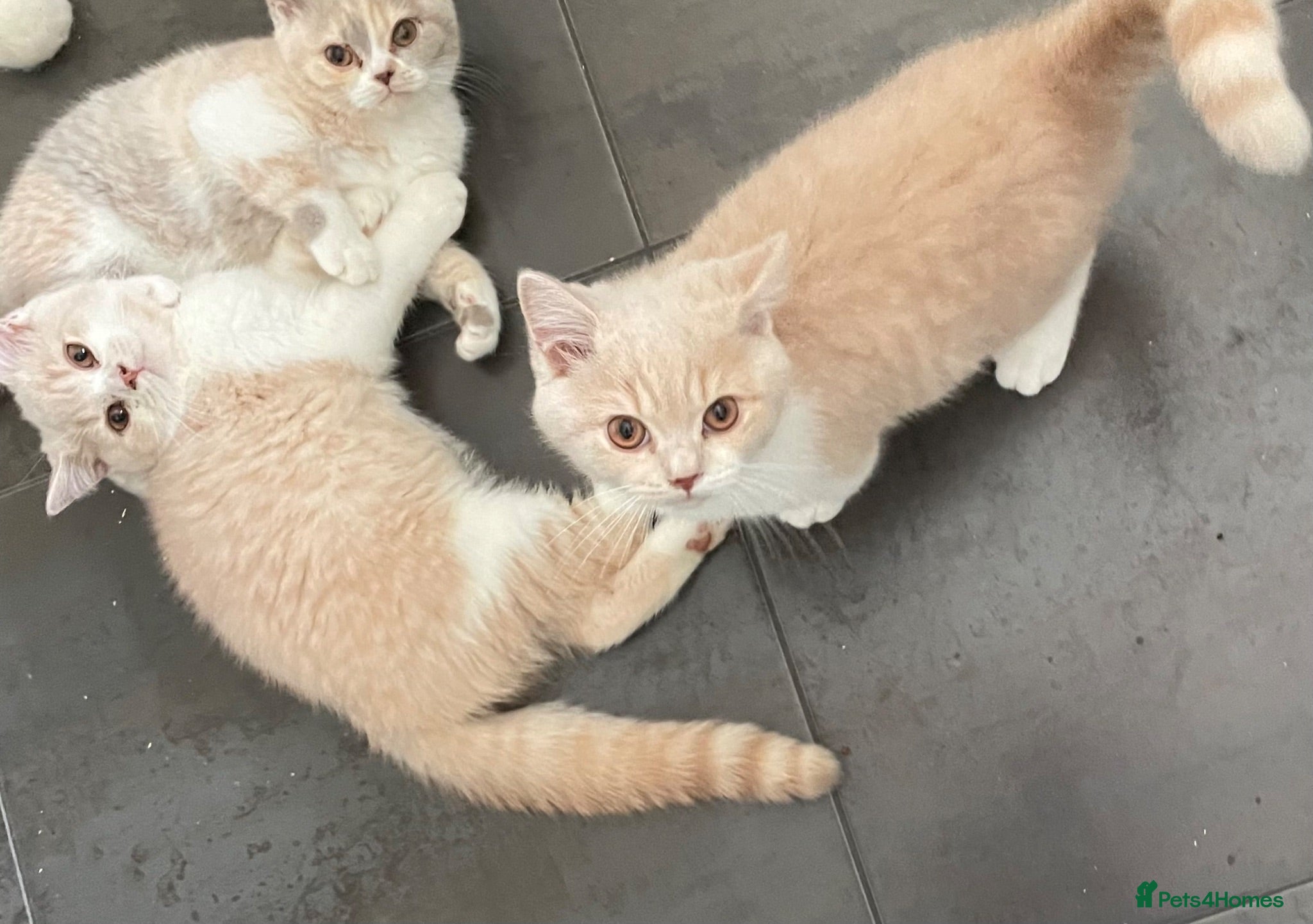 British Shorthair cats Two Beautiful GCCF pedigree British Kittens - Advert 14