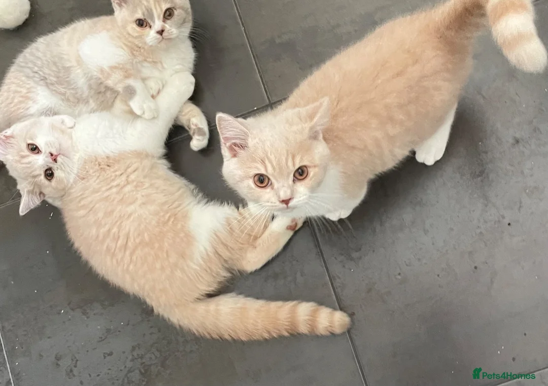 British Shorthair cats for sale: Two Beautiful GCCF pedigree British Kittens - Advert 1