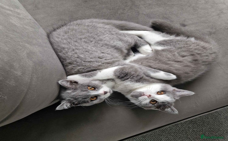 British Shorthair cats - Advert 12