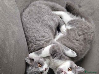 British Shorthair cats - Advert 19