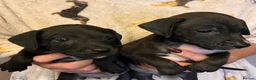 Patterjack dogs for sale: Patterdale x Jack Russell  - Advert 4