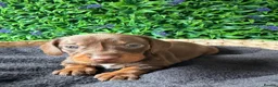 Miniature Dachshund dogs for sale: STUNNING TRUE TO TYPE MINIATURE DACHSHUNDS - Advert 12