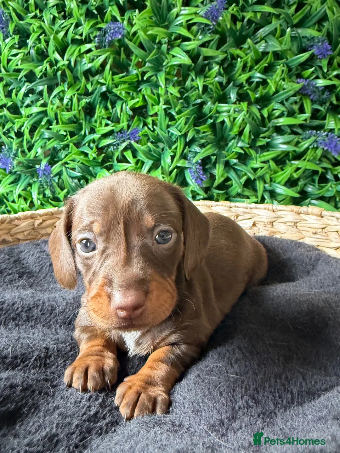 Miniature Dachshund dogs for sale: STUNNING TRUE TO TYPE MINIATURE DACHSHUNDS - Advert 12