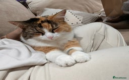 Maine Coon cats for sale: Aria  - Image 5