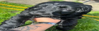 Male