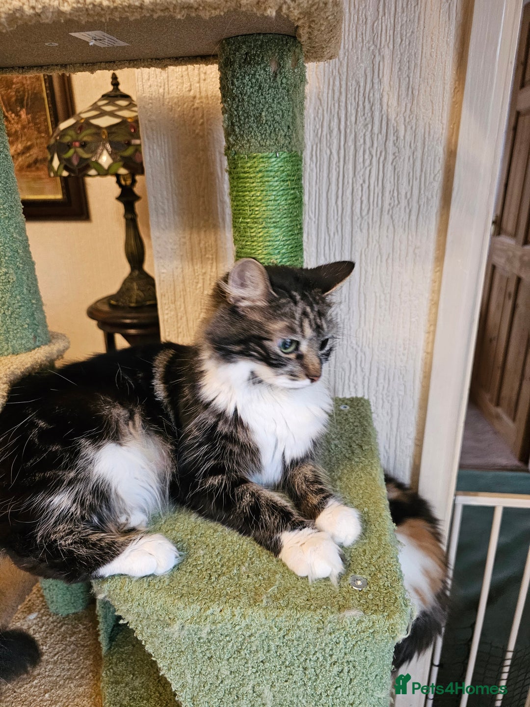 Maine Coon cats for sale: Four gorgeous girls  - Image 5