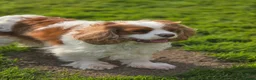 Cavalier King Charles Spaniel dogs for sale: KC Registered Cavalier King Charles Puppies - Advert 19