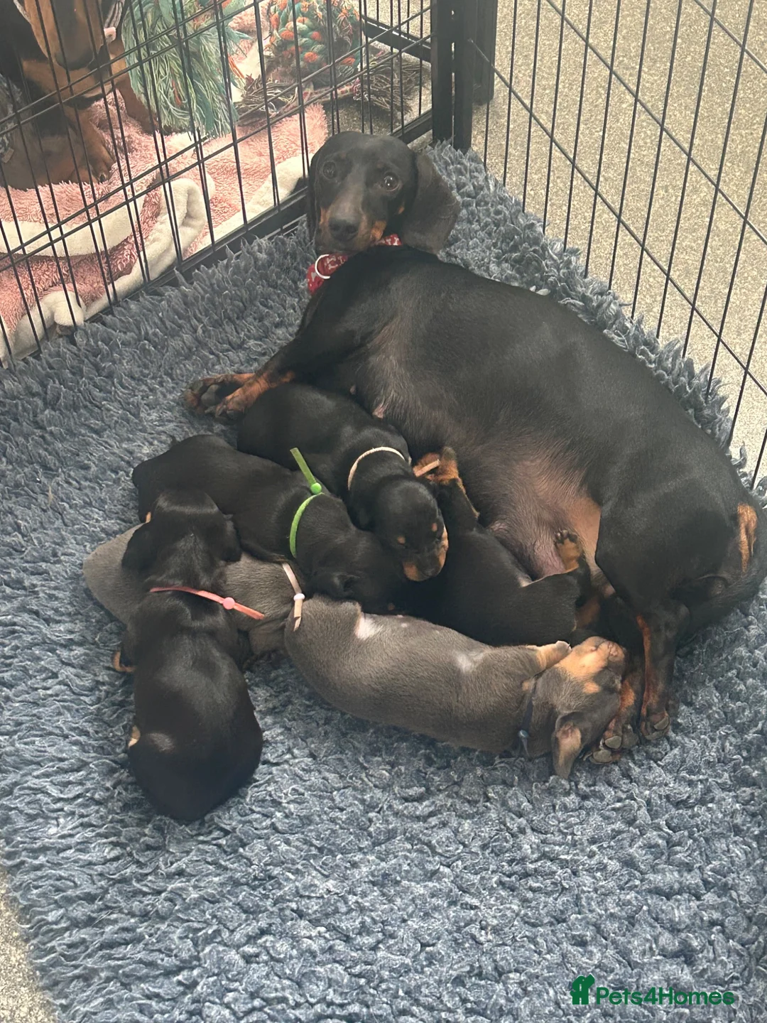 Dachshund dogs for sale: Dachshund  - Advert 1