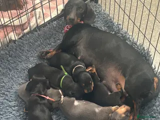 Dachshund dogs Beautiful Dachshund Puppies - Advert 1