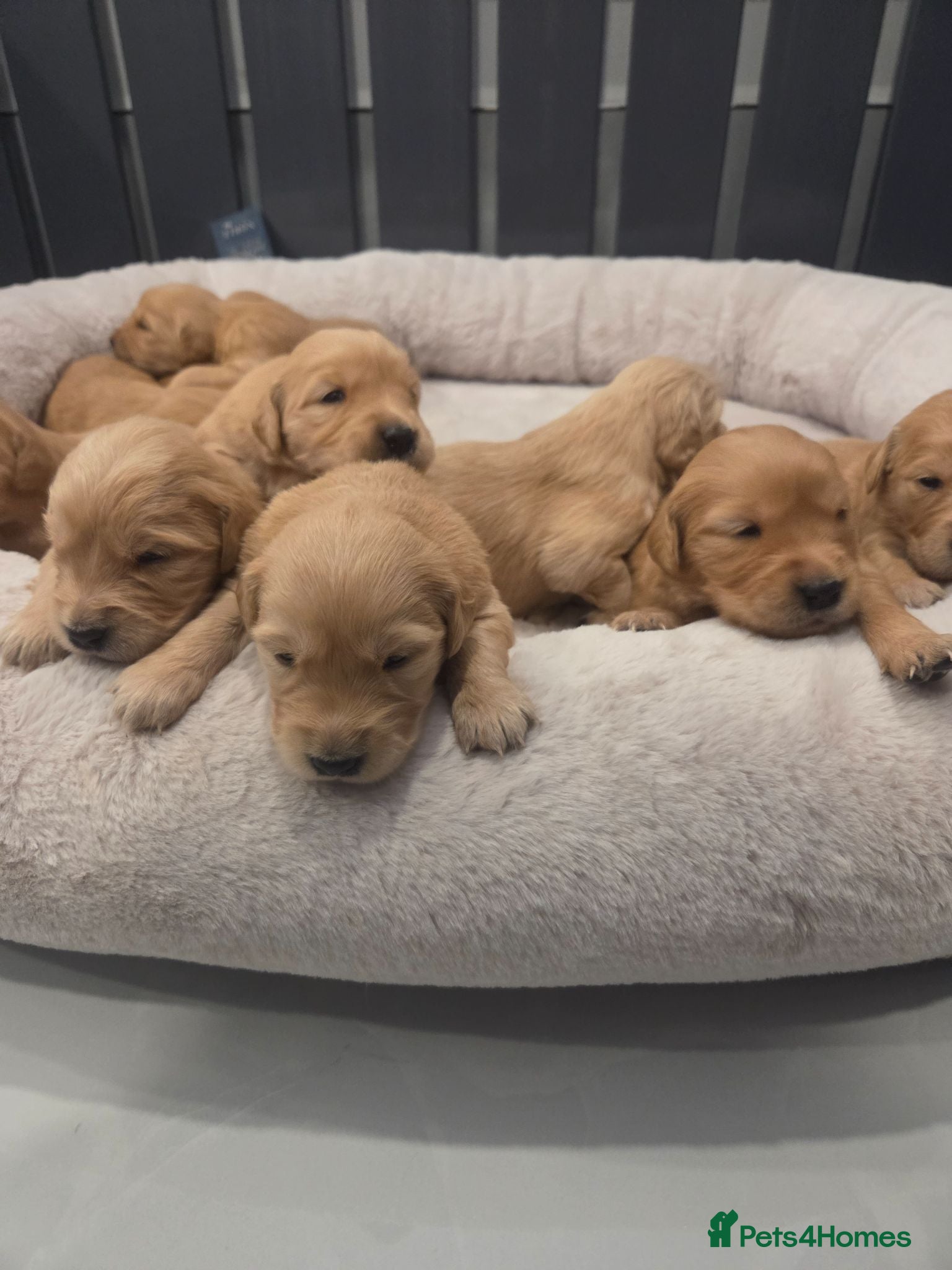 Golden Retriever dogs KC Reg Puppies, Fully Health-Tested Parents 🐾 - Advert 1