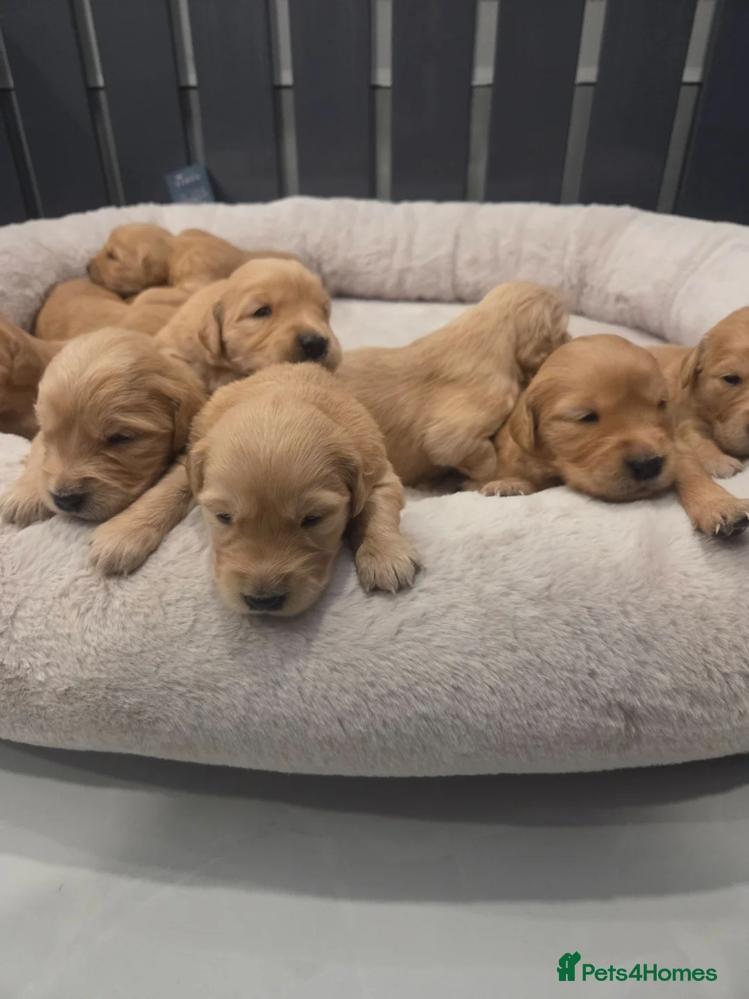 Golden Retriever dogs for sale: KC Reg Puppies, Fully Health-Tested Parents 🐾 - Advert 1