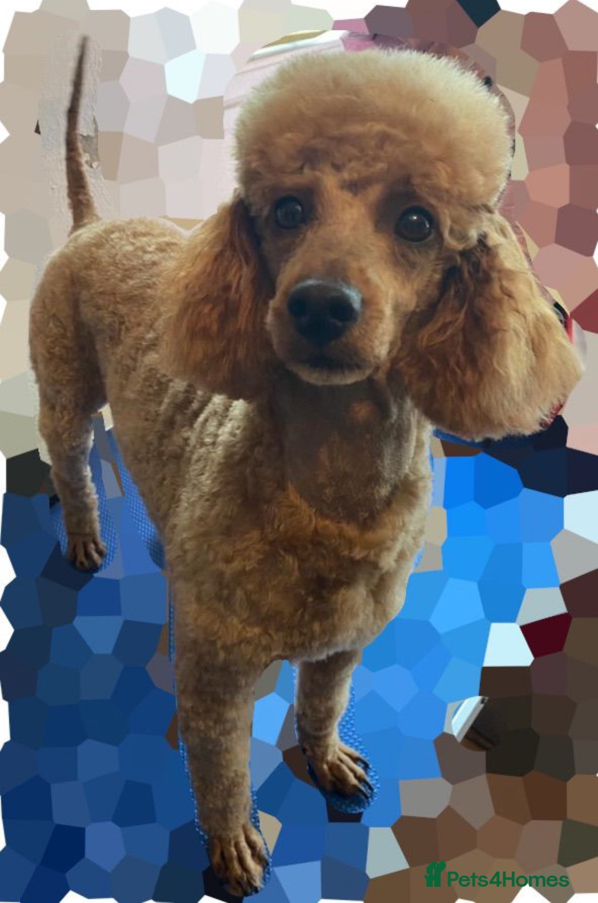 Miniature Poodle dogs Red kc poodle stud - Advert 1