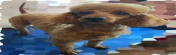Miniature Poodle dogs for stud: Red kc poodle stud - Advert 1