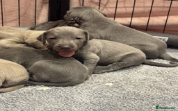 Weimaraner dogs for sale: 🐾 KC Weimaraners, ready now 🐾  - Advert 9