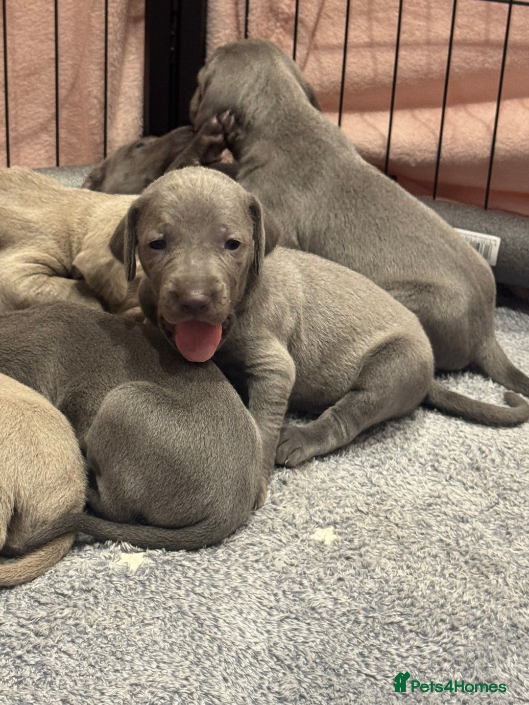 Weimaraner dogs for sale: 🐾 KC Weimaraners, ready now 🐾  - Advert 9