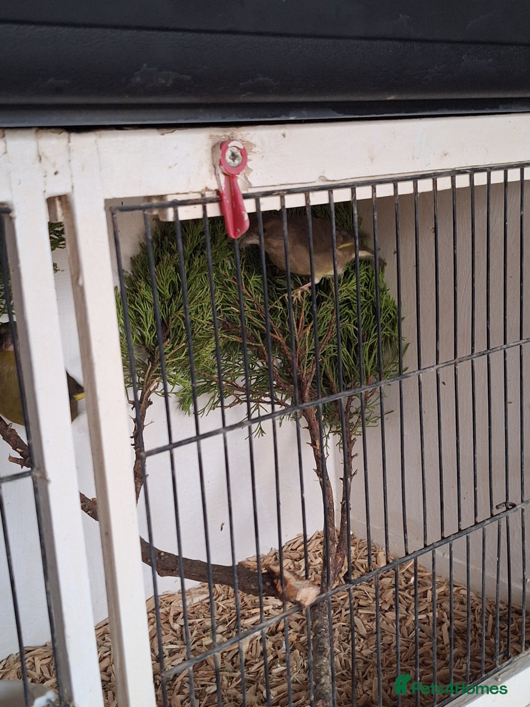 Canaries birds for sale: Birds for sale - Advert 10