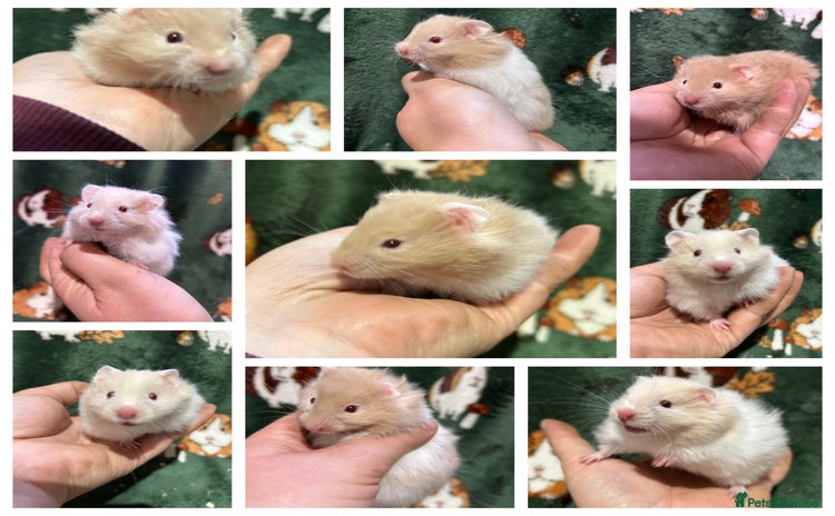 Hamster rodents - Advert 14