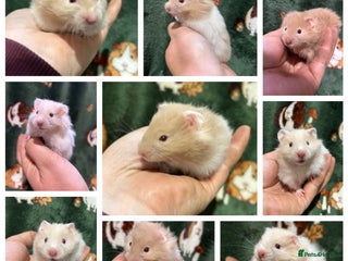 Hamster rodents - Advert 3