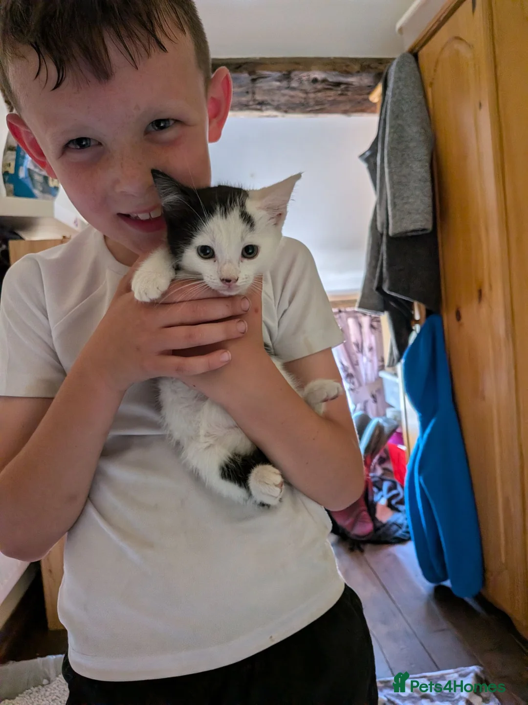 British Shorthair cats for sale: 9 week old kittens both boys  in Stoke-on-Trent - Advert 2