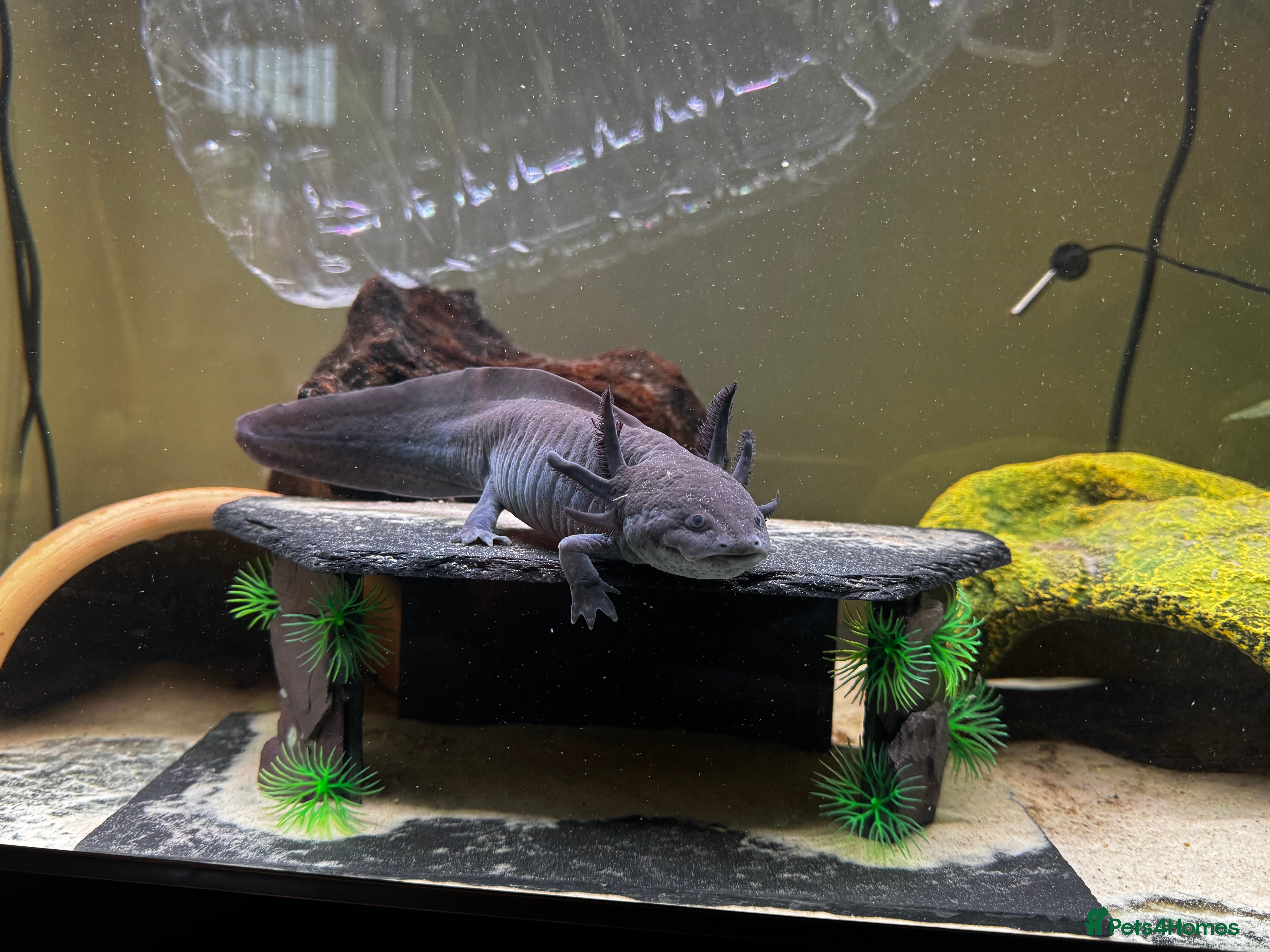 Axolotl reptiles Female black melanoid Axoltl and tank for sale  - Advert 1