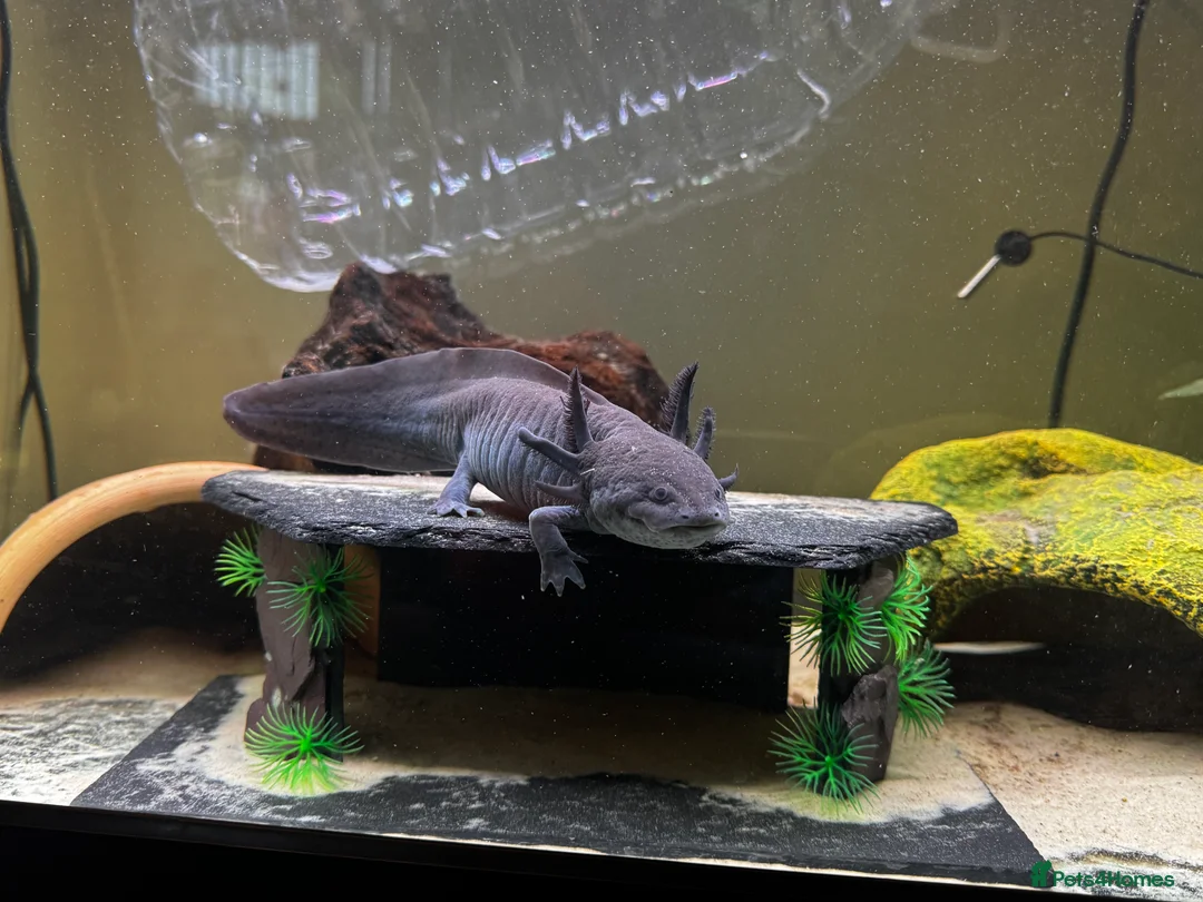 Axolotl reptiles for sale: Female black melanoid Axoltl and tank for sale  - Advert 1